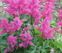 Астильба японская Бонн (Astilbe japonica 'Bonn')