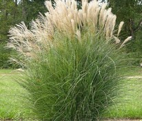 Мискантус китайский (Miscanthus sinensis)