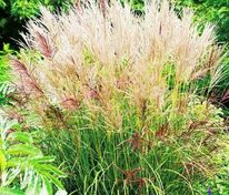 Мискантус китайский Фернер Остен (Miscanthus sinensis 'Ferner Osten')
