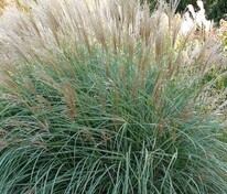 Мискантус китайский Грациелла (Miscanthus sinensis 'Graziella')