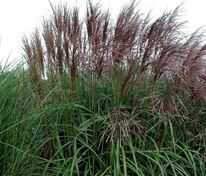 Мискантус китайский Малепартус (Miscanthus sinensis 'Malepartus')