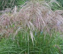 Мискантус китайский Морнинг Лайт (Miscanthus sinensis 'Morning Light')