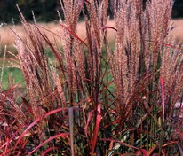 Мискантус китайский Пёрпл Фолл (Miscanthus sinensis 'Purple Fall')
