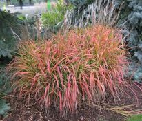 Мискантус китайский Пурпурасценс (Miscanthus sinensis 'Purpurascens')