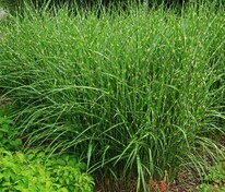 Мискантус китайский Стриктус (Miscanthus sinensis 'Strictus')