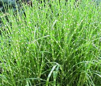 Мискантус китайский "Zebrinus" (Зебринус)