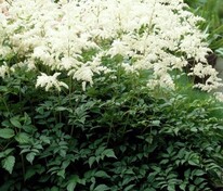 Астильба японская Дойчланд (Astilbe japonica 'Deutschland')