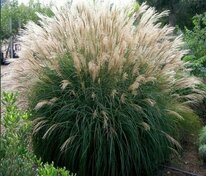 Мискантус китайский Кляйн Зильбершпине (Miscanthus sinensis 'Kleine Silberspinne')