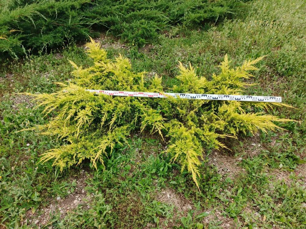 Можжевельник средний Кинг оф Спринг (Juniperus x pfitzeriana 'King of Spring')