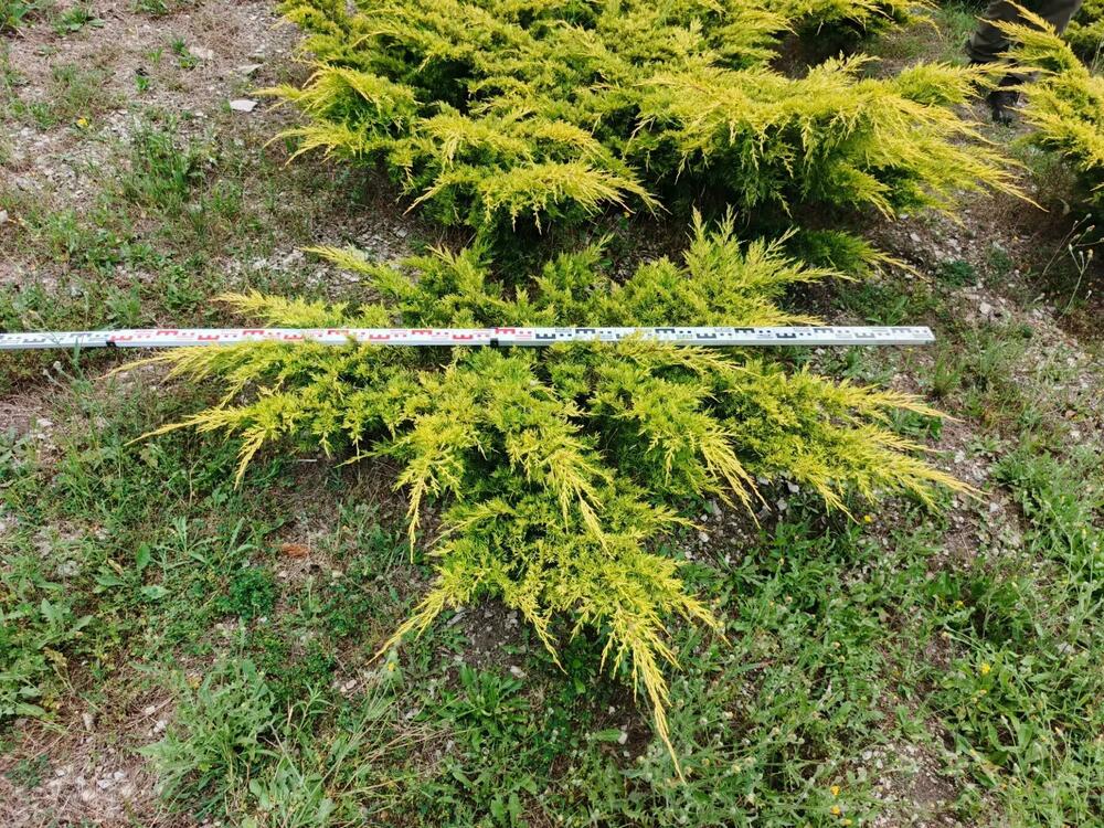 Можжевельник средний Кинг оф Спринг (Juniperus x pfitzeriana 'King of Spring')