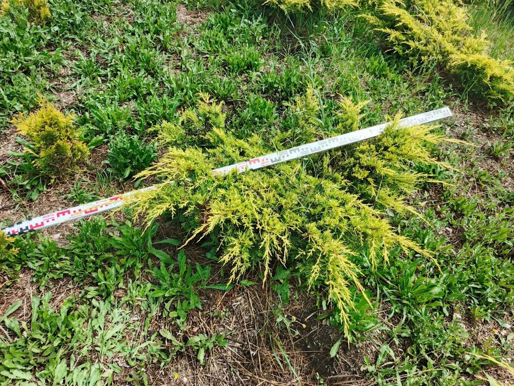 Можжевельник средний Кинг оф Спринг (Juniperus x pfitzeriana 'King of Spring')