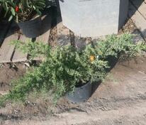 Можжевельник средний Кинг оф Спринг (Juniperus x pfitzeriana 'King of Spring')