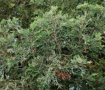 Можжевельник виргинский (Juniperus virginiana)