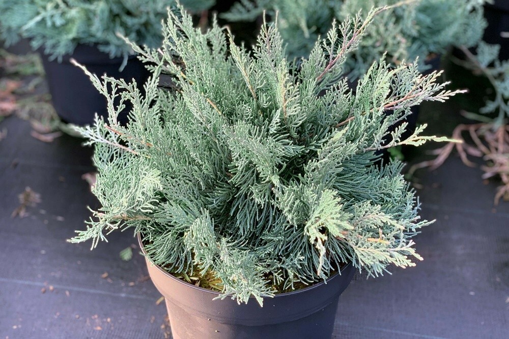 Можжевельник виргинский Грей Оул (Juniperus virginiana 'Grey Owl')