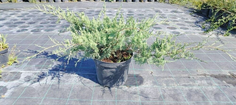 Можжевельник виргинский Грей Оул (Juniperus virginiana 'Grey Owl')