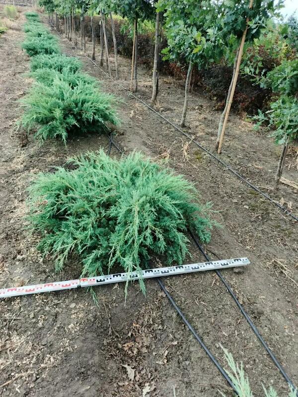 Можжевельник виргинский Хетц (Juniperus virginiana 'Hetz')