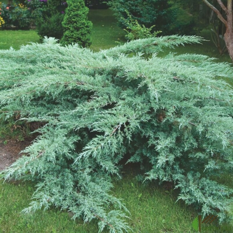 Можжевельник виргинский Хетц (Juniperus virginiana 'Hetz')