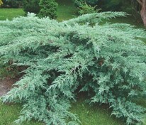 Можжевельник виргинский Хетц (Juniperus virginiana 'Hetz')