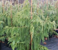 Можжевельник виргинский Пендула (Juniperus virginiana 'Pendula')