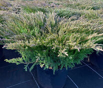 Можжевельник горизонтальный Андорра Компакт (Juniperus horizontalis 'Andorra Compact')