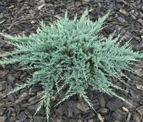 Можжевельник горизонтальный Блю Чип (Juniperus horizontalis 'Blue Chip')