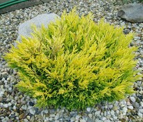 Можжевельник горизонтальный Лайм Глоу (Juniperus horizontalis 'Lime Glow')