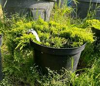Можжевельник горизонтальный Голден Карпет (Juniperus horizontalis 'Golden Carpet')