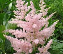 Астильба японская Европа (Astilbe japonica 'Europa')