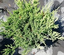 Можжевельник горизонтальный Принц Уэльский (Juniperus horizontalis 'Prince of Wales')