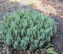 Можжевельник горизонтальный Блю Форест (Juniperus horizontalis 'Blue Forest')