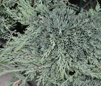 Можжевельник горизонтальный Айс Блю (Juniperus horizontalis 'Ice Blue')