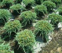 Можжевельник горизонтальный Вилтони (Juniperus horizontalis 'Wiltonii')