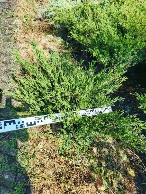 Можжевельник казацкий Аркадия (Juniperus sabina 'Arcadia')
