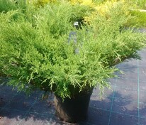 Можжевельник казацкий Аркадия (Juniperus sabina 'Arcadia')