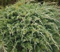Можжевельник казацкий Глаука (Juniperus sabina 'Glauca')