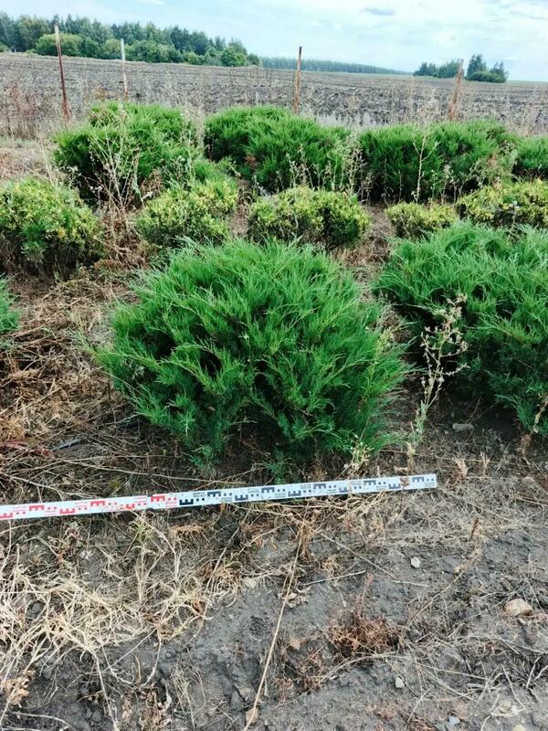 Можжевельник казацкий Мас (Juniperus sabina 'Mas')