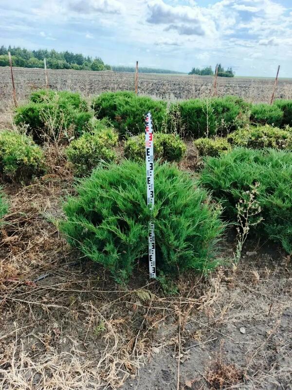 Можжевельник казацкий Мас (Juniperus sabina 'Mas')