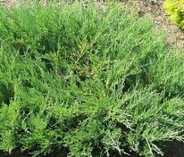 Можжевельник казацкий Мас (Juniperus sabina 'Mas')