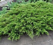 Можжевельник казацкий Рокери Джем (Juniperus sabina 'Rockery Gem')