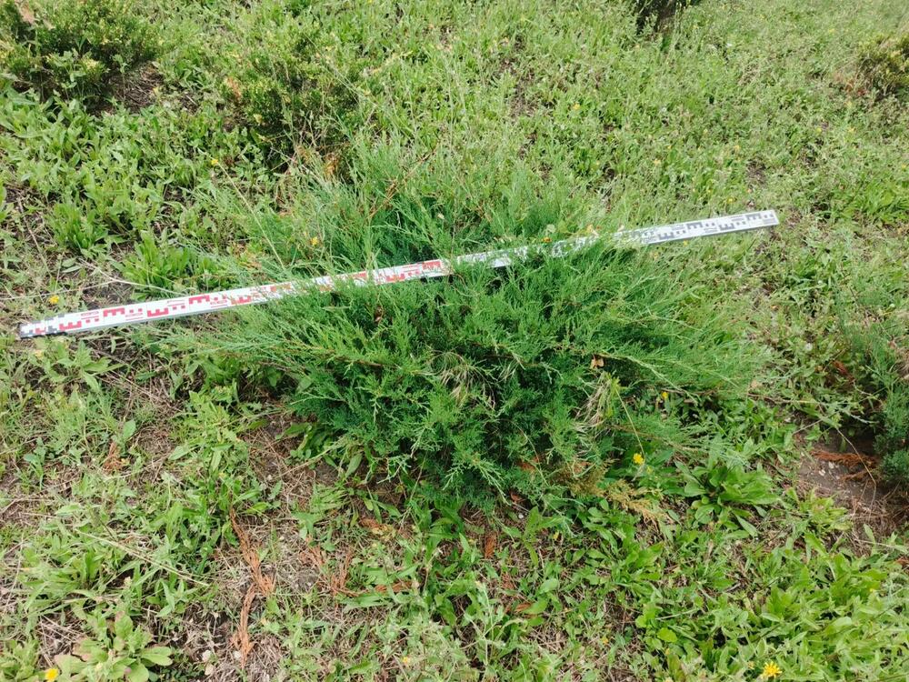Можжевельник казацкий Тамарисцифолия (Juniperus sabina 'Tamariscifolia')