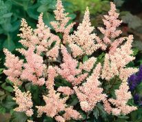 Астильба японская Пич Блоссом (Astilbe japonica 'Peach Blossom')