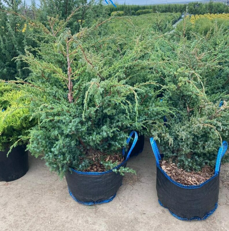 Можжевельник китайский Блю Альпс (Juniperus chinensis 'Blue Alps')