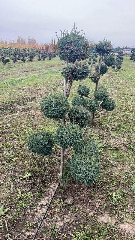 Можжевельник китайский Блю Альпс (Juniperus chinensis 'Blue Alps')