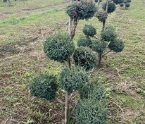 Можжевельник китайский Блю Альпс (Juniperus chinensis 'Blue Alps')