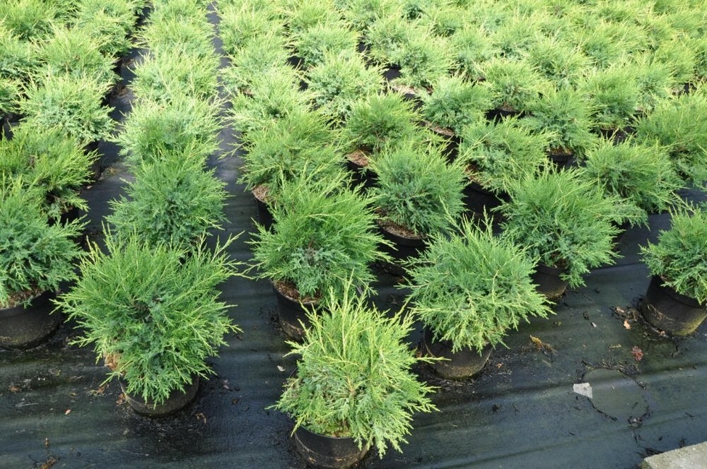 Можжевельник китайский Куривао Голд (Juniperus chinensis 'Kuriwao Gold')