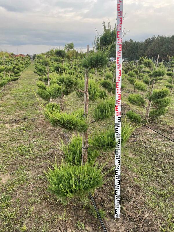 Можжевельник китайский Куривао Голд (Juniperus chinensis 'Kuriwao Gold')