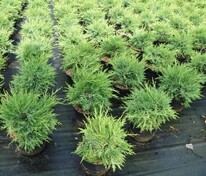 Можжевельник китайский Куривао Голд (Juniperus chinensis 'Kuriwao Gold')