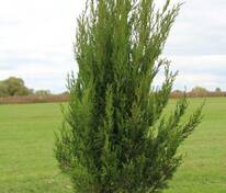 Можжевельник китайский Спартан (Juniperus chinensis 'Spartan')