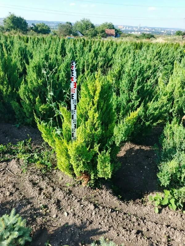 Можжевельник китайский Стрикта (Juniperus chinensis 'Stricta')