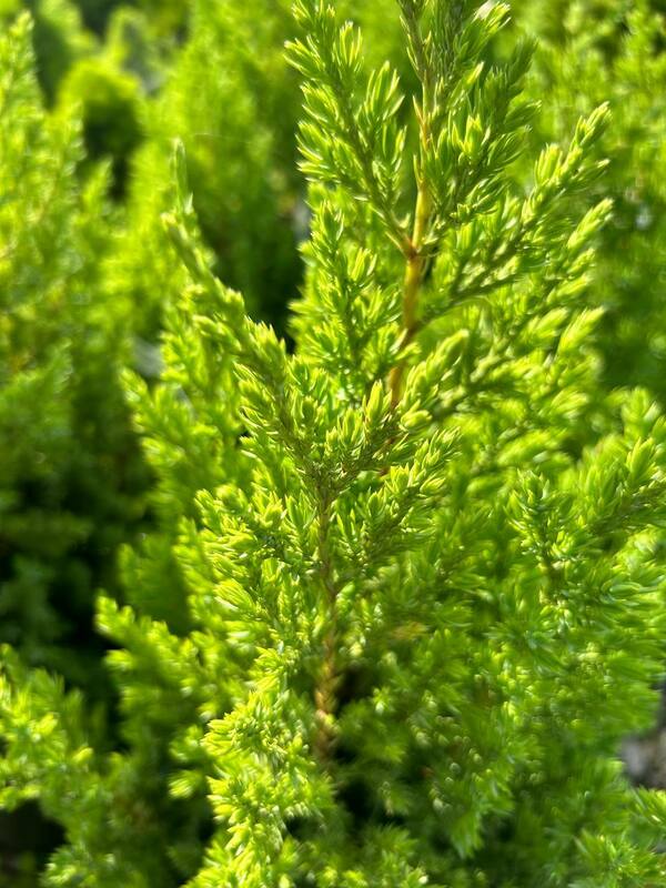 Можжевельник китайский Стрикта (Juniperus chinensis 'Stricta')